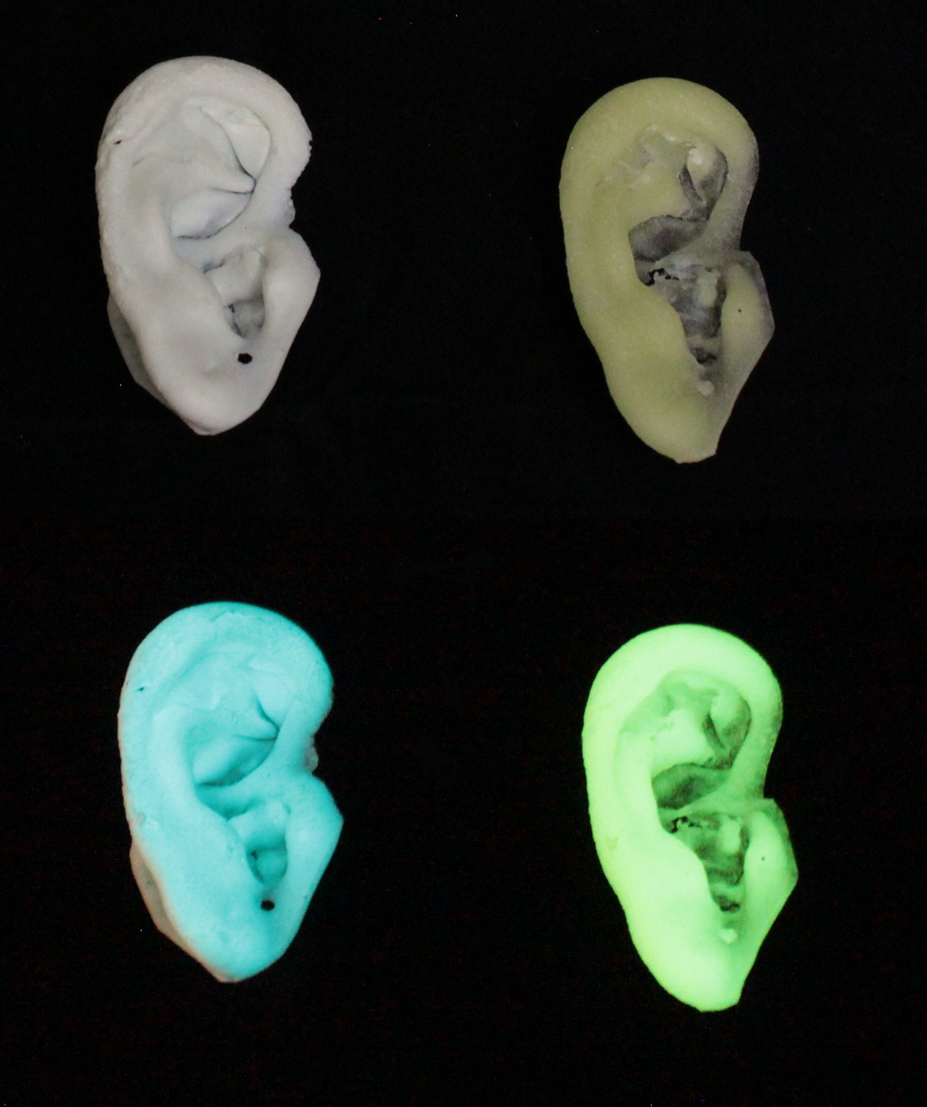 Two lifecast ears glowing in dark: green and blue.