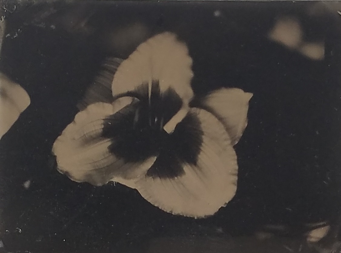 flower negative