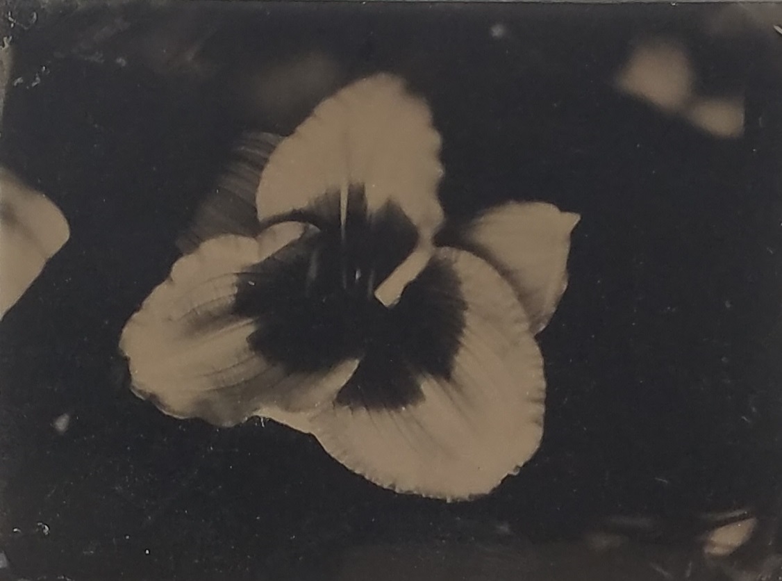 Tin Type photo of above flower