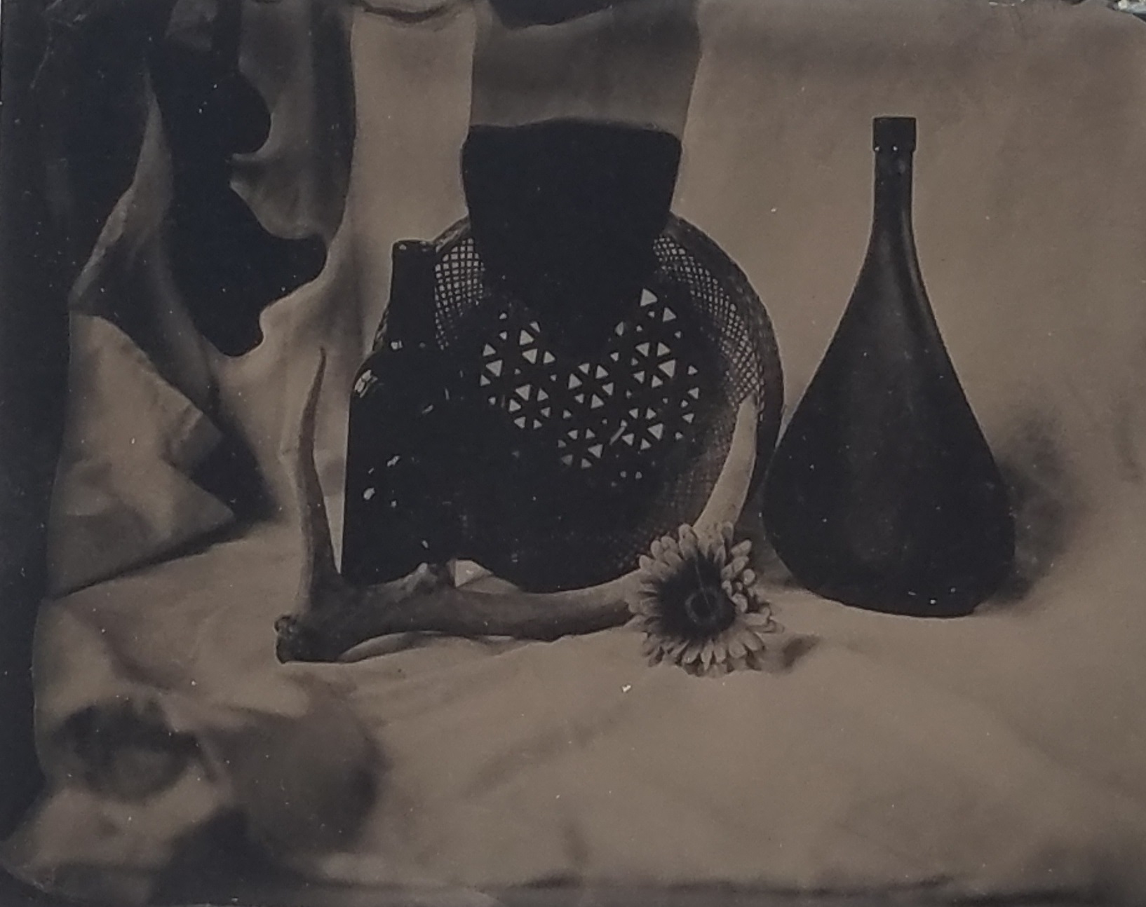 Tin Type photo of above flower