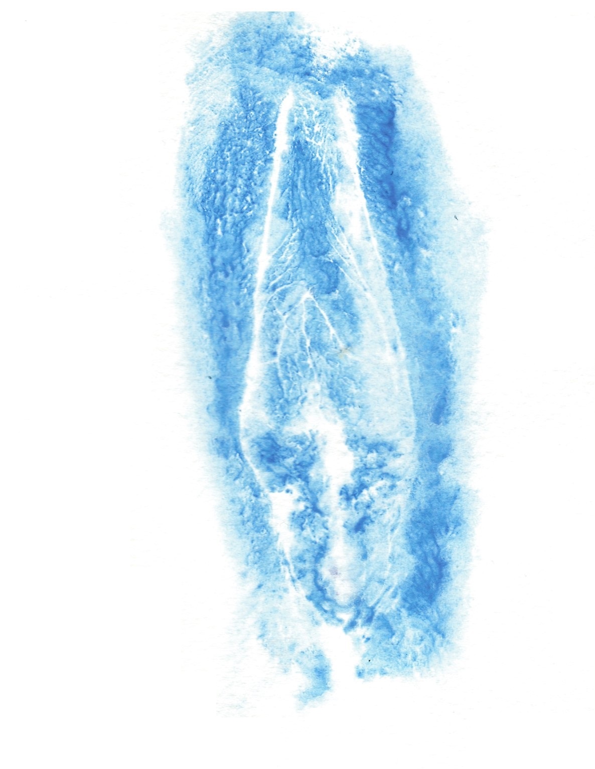 blue print of vulva